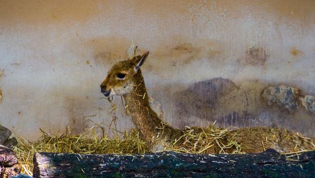 funny closeup of a vicuna laying in hay, mountain animal from the Andes of Peru, Specie related to the camel and alpaca