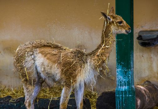 funny vicuna covered in hay, mountain animal from the Andes of Peru, Specie related to the camel and alpaca