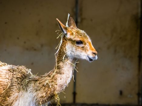 the face of a vinua in closeup, mountain animal from the Andes of Peru, Specie related to the camel and alpaca