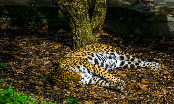 closeup of orange jaguar sleeping, Near threatened animal specie from America