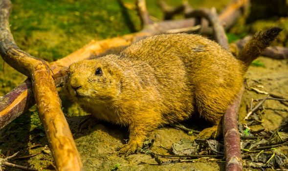 portrait of a black tailed prairie dog in closeup, adorable popular pet, tropical rodent specie from America