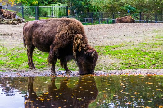closeup of a european bison drinking water, vulnerable animal specie from Europe