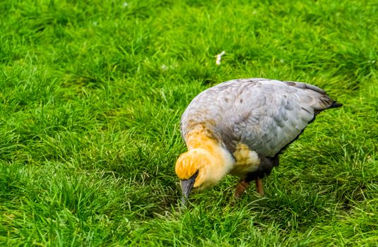 Black faced ibis picking the grass for food, tropical bird specie from South america