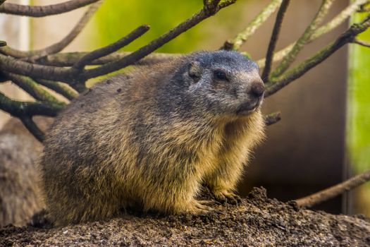 beautiful closeup portrait of an alpine marmot, Wild squirrel specie from the Alps of europe