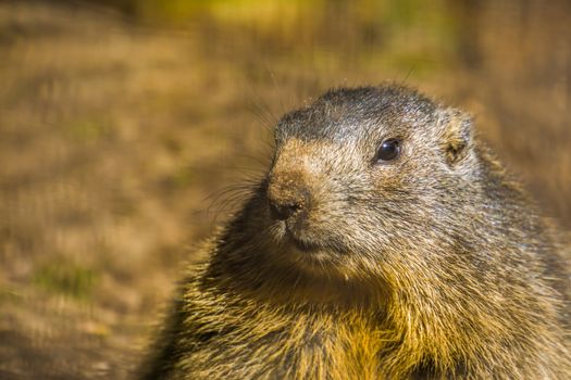 face of alpine marmot in closeup, wild squirrel from the alps of europe, Rodent specie