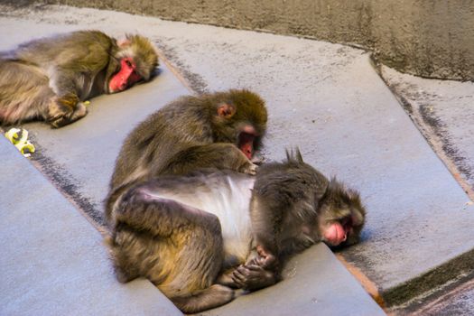 Japanese macaque couple grooming each other, typical social primate behavior, tropical monkey specie from Japan