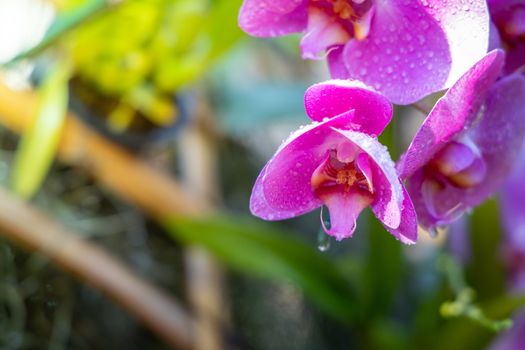 Beautiful blooming orchids in forest, On the bright sunshine