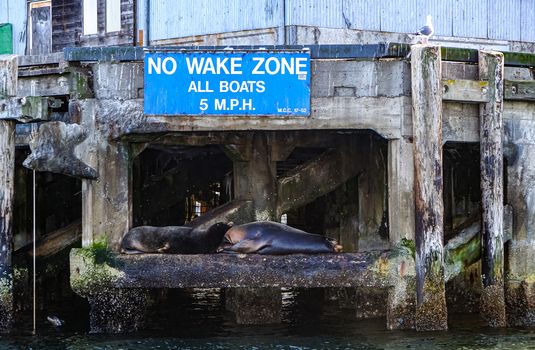 Seals Sleeping Beneath Dock Under No Wake Zone