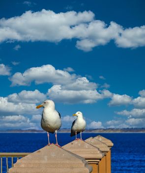 Two Gulls Keeping Watch on a Coastal Railing