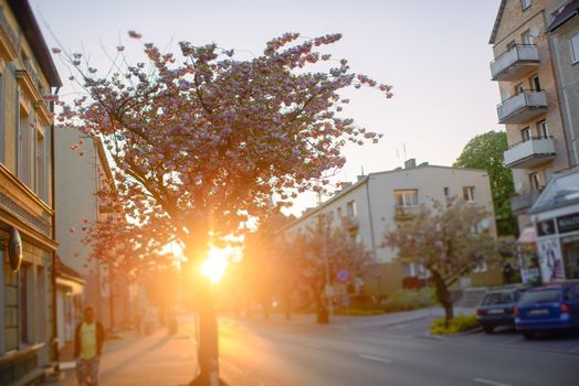 City street in early spring with pink cherry tree at dusk