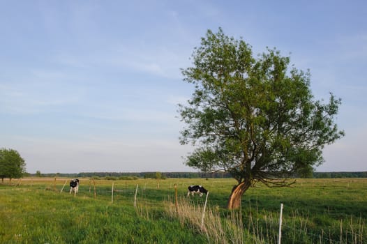 Spotted Black and White Holstein Cattle Grazing in a Green Field