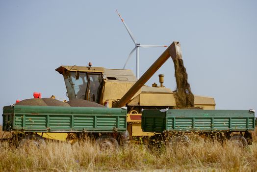 Combine harvesting the rape field at summer