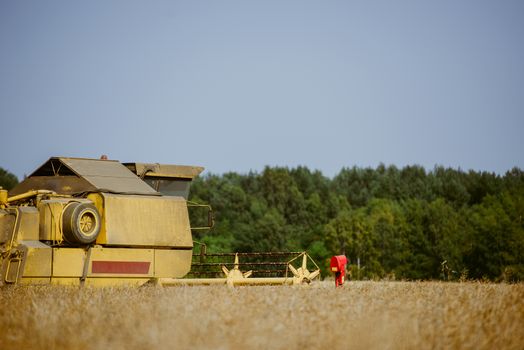 Combine harvesting the rape field at summer