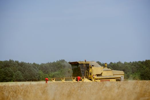 Combine harvesting the rape field at summer