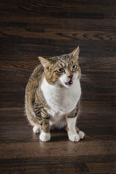mixed breed cat making an angry face against a dark wood background
