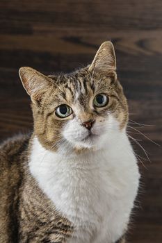 portrait of a mix breed cat against a dark brown wood background
