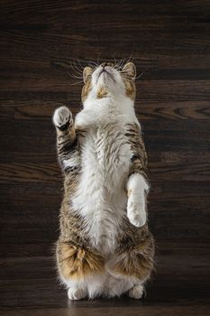 mixed breed cat standing up and looking up against a dark wood background
