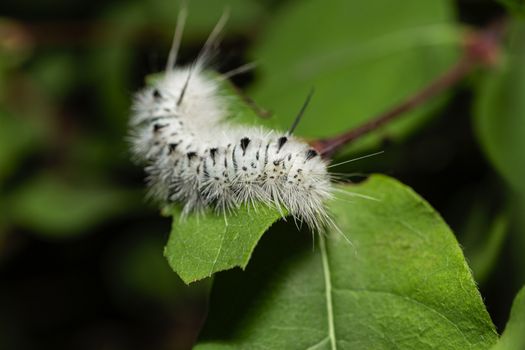 Hickory tussock moth eating a green leaf