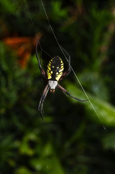 Orb-weaver garden spider hanging on a web 