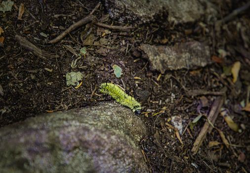 Daggar moth crawling on the forest floor