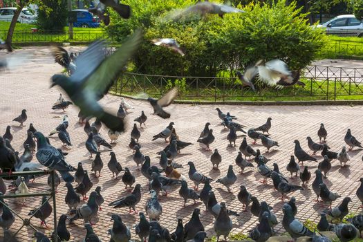 A flock of pigeons in a park of the Athens city, Greece.