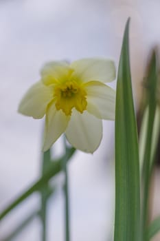 A white daffodil flower on light brurred background.