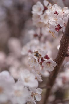 Apricot flower inflorescences on blurred background.