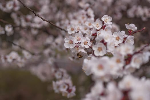 Apricot flower inflorescences on blurred background.