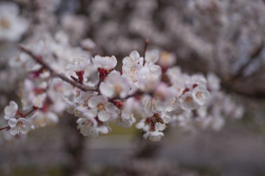 Apricot flower inflorescences on blurred background.