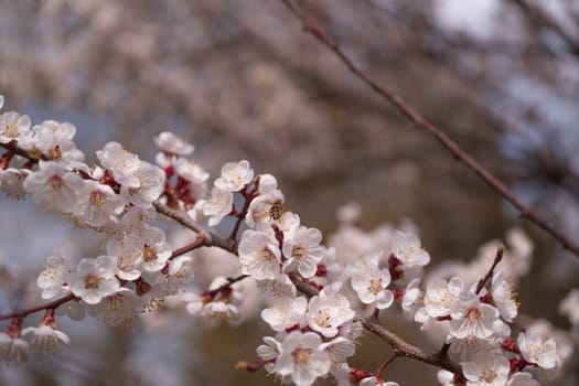 Apricot flower inflorescences on blurred background.