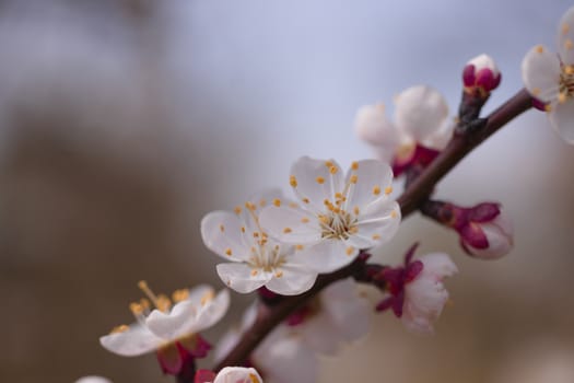 Apricot flower inflorescences on blurred background.