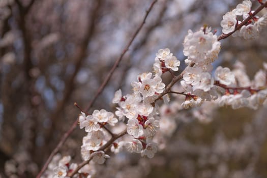 Apricot flower inflorescences on blurred background.