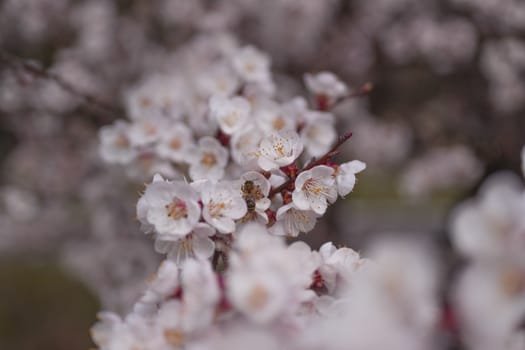 Apricot flower inflorescences on blurred background.