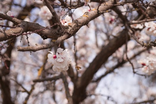 Apricot flower inflorescences on blurred background.