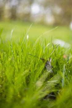A green fresh grass on green blurred background.