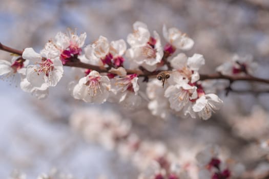 Apricot flower inflorescences on blurred background.