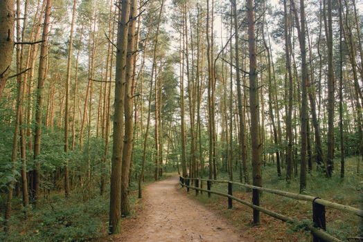 Pathway in green forest during spring time. Blurred people walking in the forest