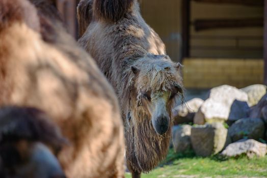 Image of the camel and th young one taken in park.