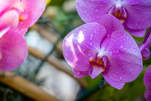 Beautiful blooming orchids in forest, On the bright sunshine