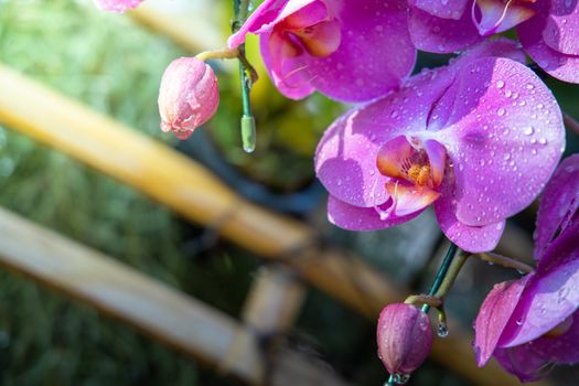 Beautiful blooming orchids in forest, On the bright sunshine