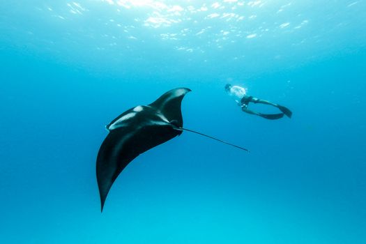 Male free diver and Giant oceanic manta ray, Manta Birostris, hovering underwater in blue ocean. Watching undersea world during adventure snorkeling tour on Maldives islands.