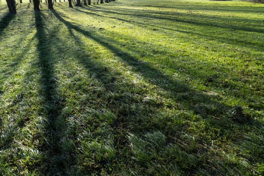 the shadows of the trees reflected on the grass of a meadow in the morning