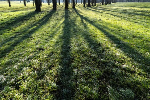 the shadows of the trees reflected on the grass of a meadow in the morning