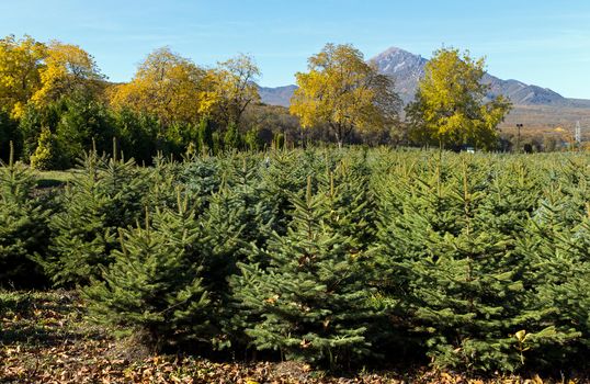 Perkalsky Dendrological nursery (foot of Mashuk),Caucasus.