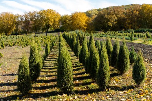 Perkalsky Dendrological nursery (foot of Mashuk),Caucasus,Russia.