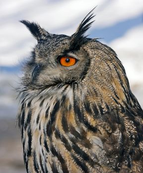 Closeup of a face brown owls