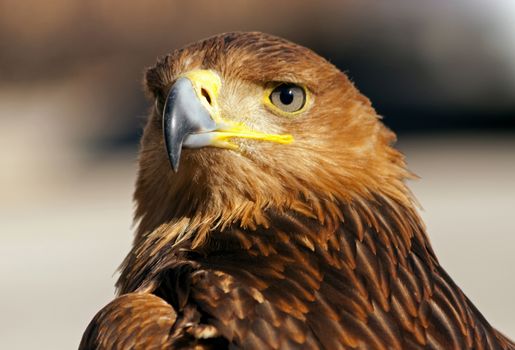 Golden eagle.