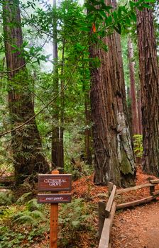 Sign for Cathedral Cove in Muir Woods