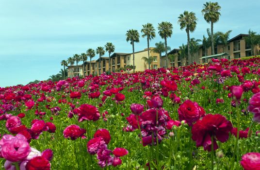 Rows of colorful flowers grow on a hillside in Carlsbad, California.