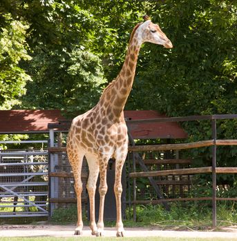 Animal at the Moscow zoo, giraffe